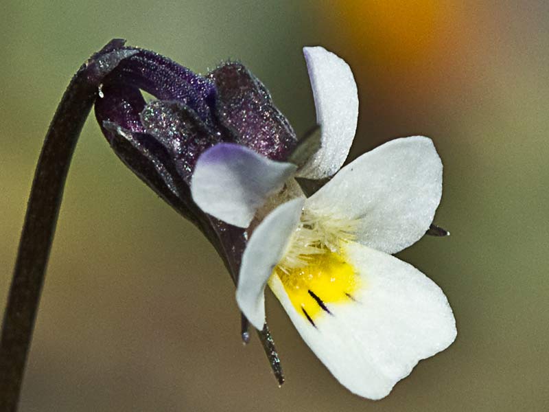 Flora de Malpica de Tajo, violeta chica (Viola kitaibeliana)