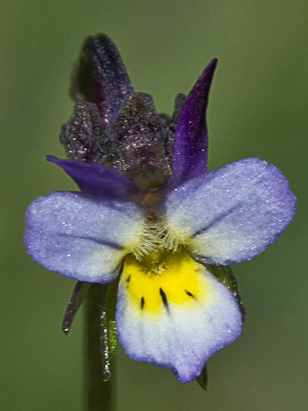 Flora de Malpica de Tajo, violeta chica (Viola kitaibeliana)