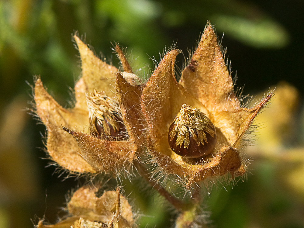 Fruto Jaguarzo negro (Cistus monspeliensis)