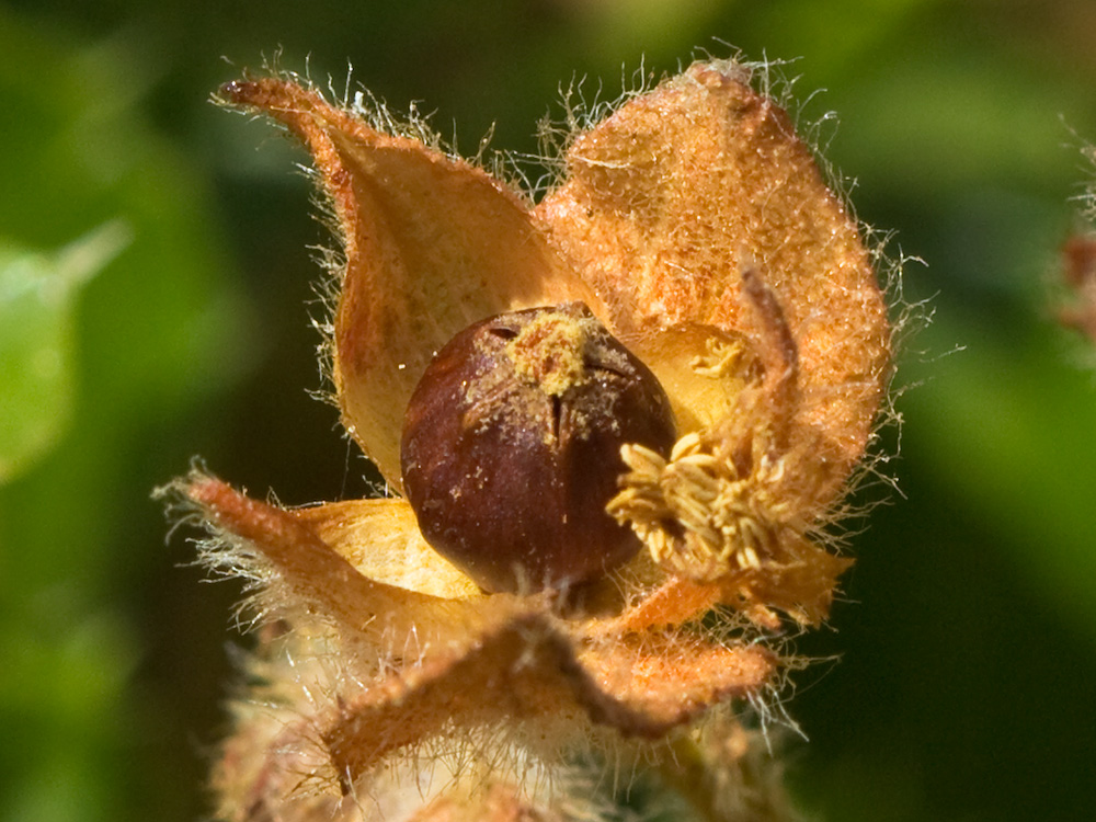 Fruto del Jaguarzo negro (Cistus monspeliensis)