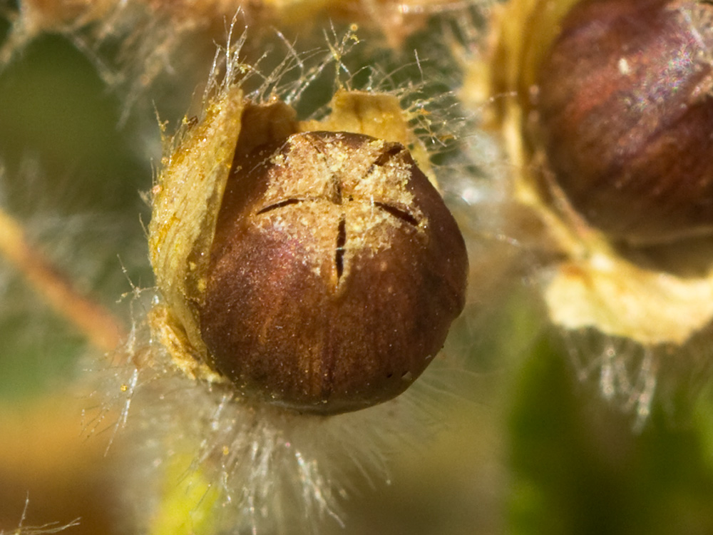 Fruto del Jaguarzo negro (Cistus monspeliensis)