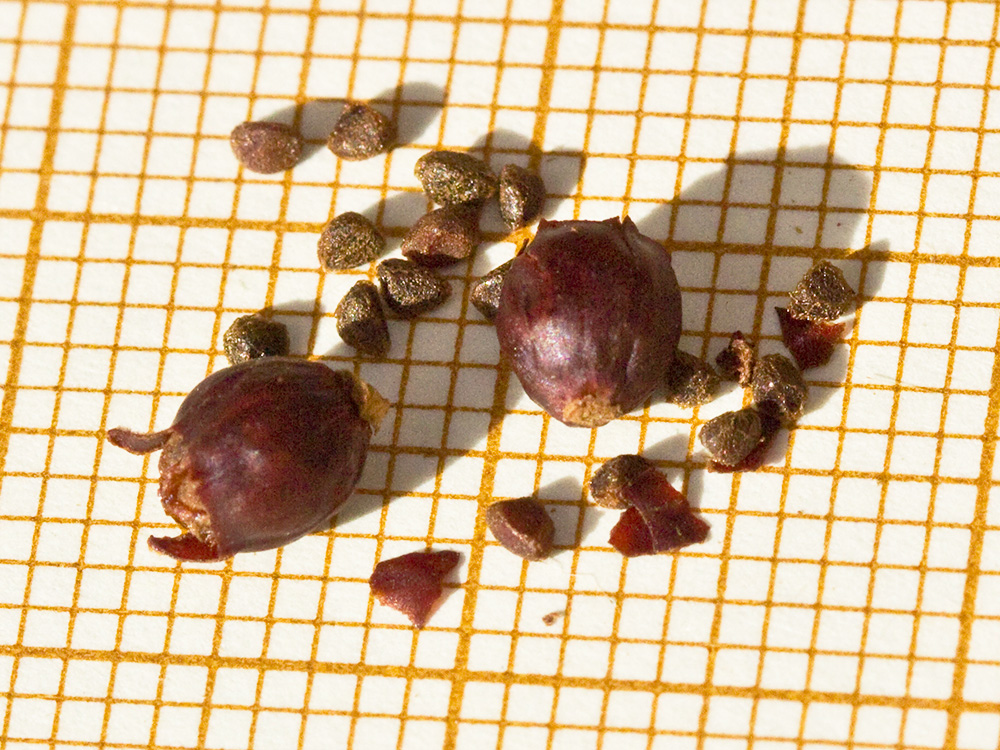 Fruto y semillas del Jaguarzo negro (Cistus monspeliensis)