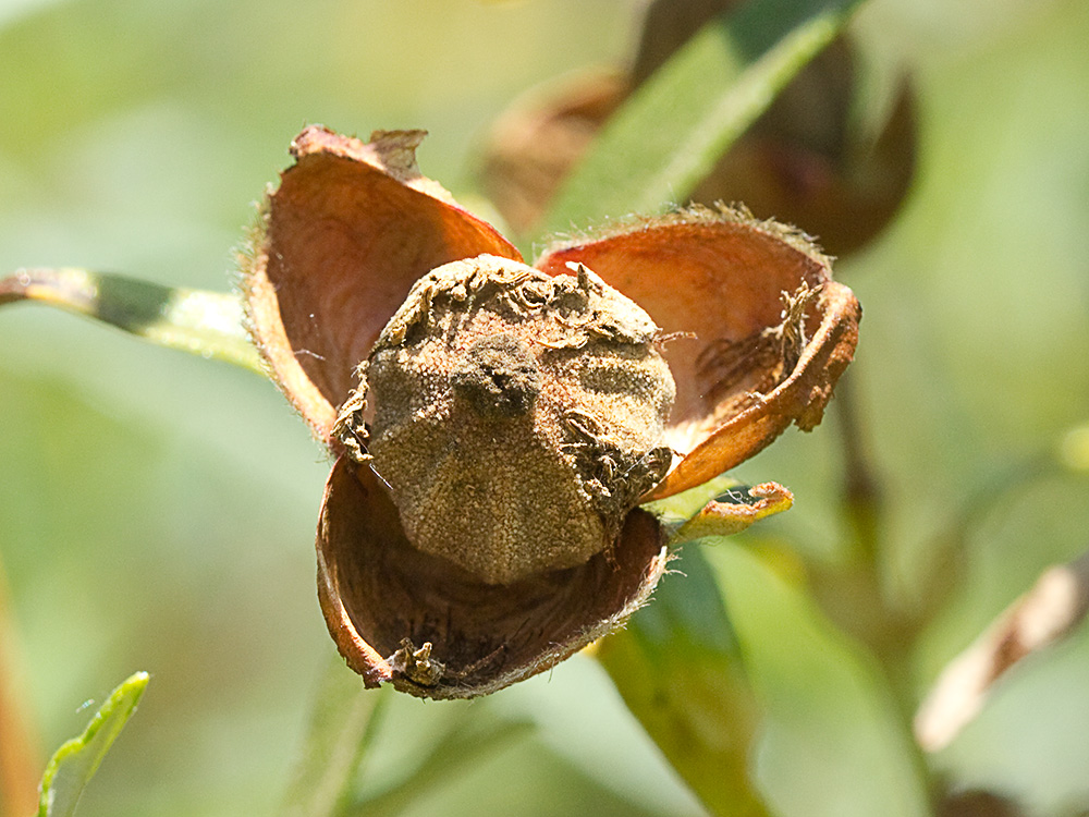 Cápsula de la Jara pringosa (Cistus Ladanifer)