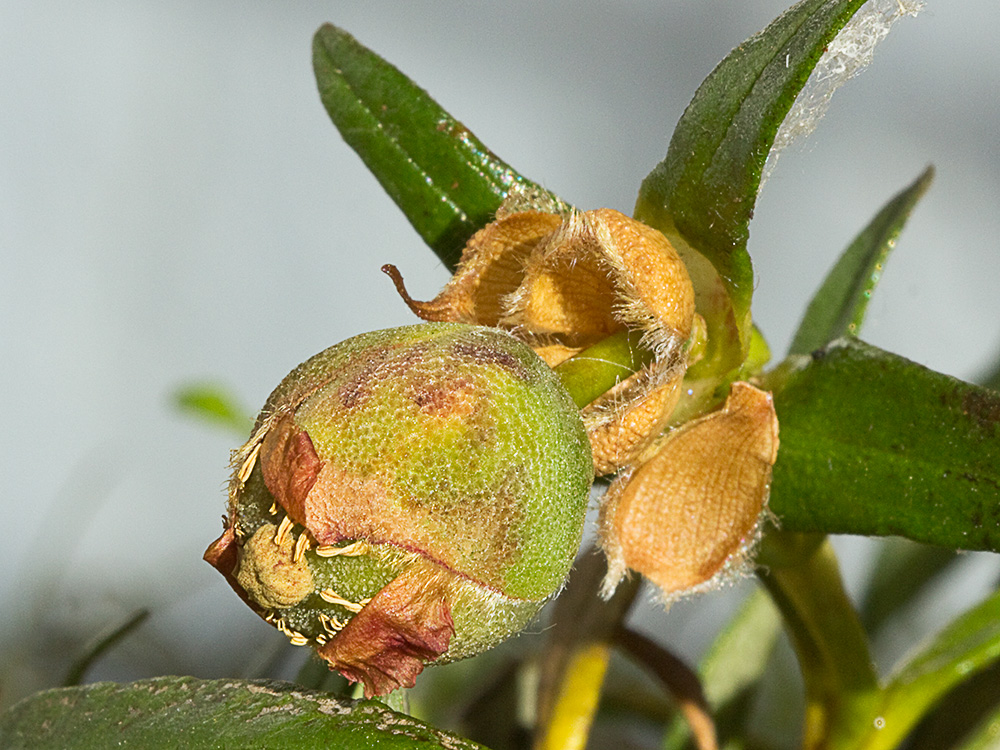 Jara pringosa (Cistus Ladanifer)