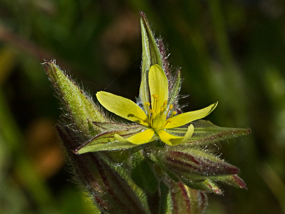 Jarilla (Helianthemum angustatum Pomel)