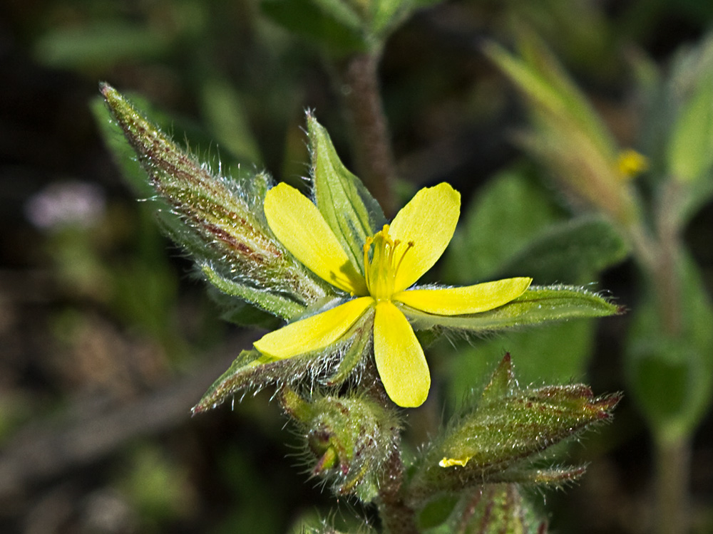 Jarilla (Helianthemum angustatum Pomel)