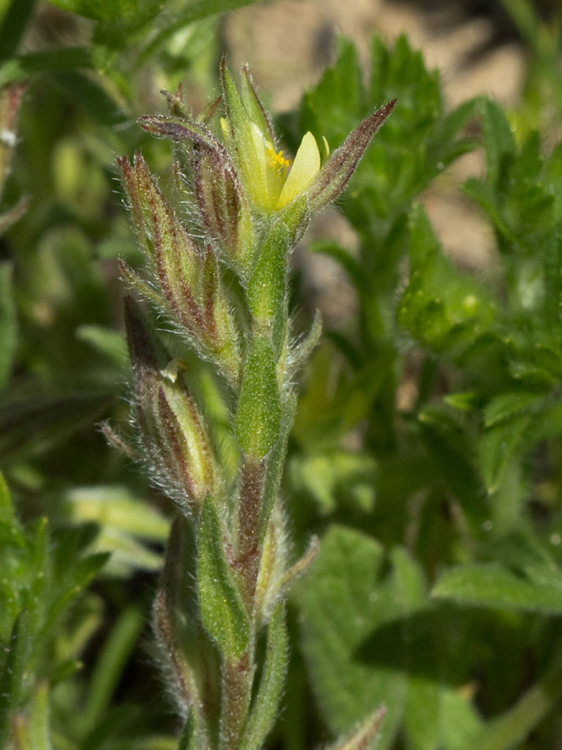 Jarilla (Helianthemum angustatum Pomel)