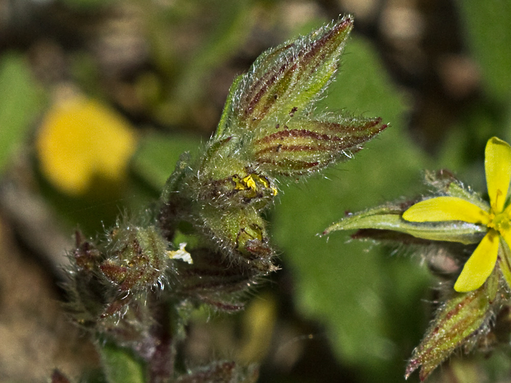 Jarilla (Helianthemum angustatum Pomel)