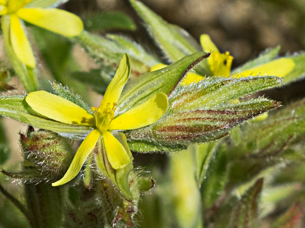 Jarilla (Helianthemum angustatum Pomel)