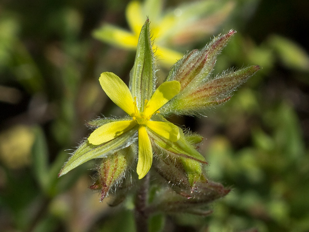 Jarilla (Helianthemum angustatum Pomel)