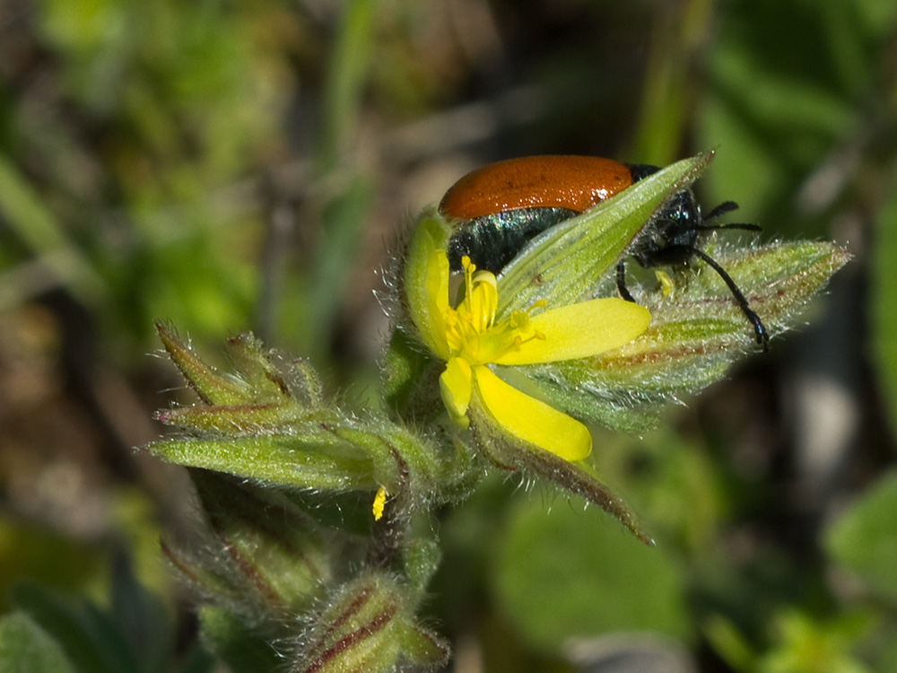 Jarilla (Helianthemum angustatum Pomel)