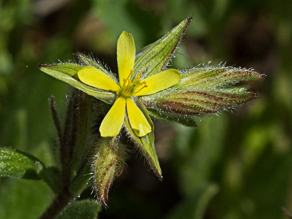 Jarilla (Helianthemum angustatum Pomel)