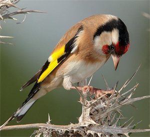 Flora y fauna de Malpica de Tajo, el jilguero