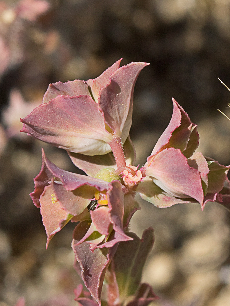 Lechetrezna tonta (Euphorbia falcata)