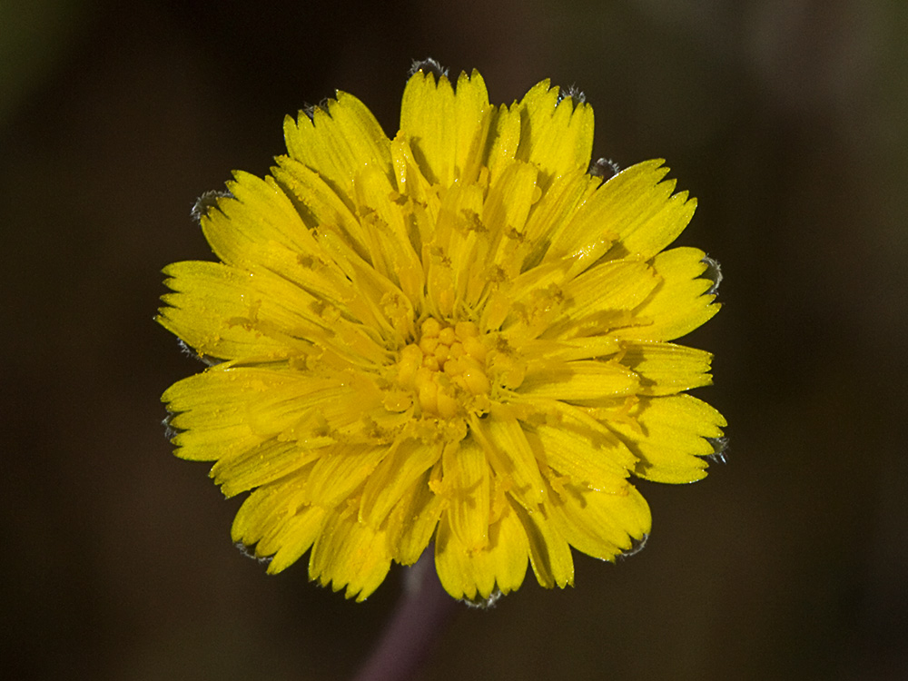 Lechuga de cerdo (Hypochaeris glabra)