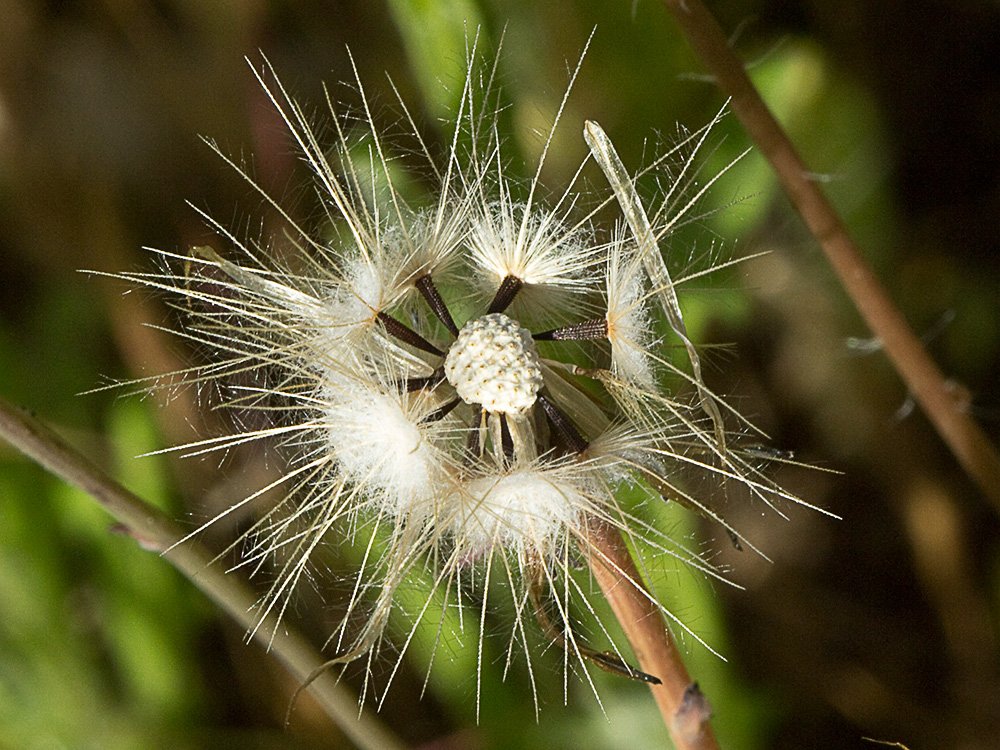 Lechuga de cerdo (Hypochaeris glabra)