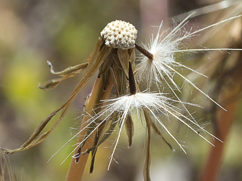 Lechuga de cerdo (Hypochaeris glabra)