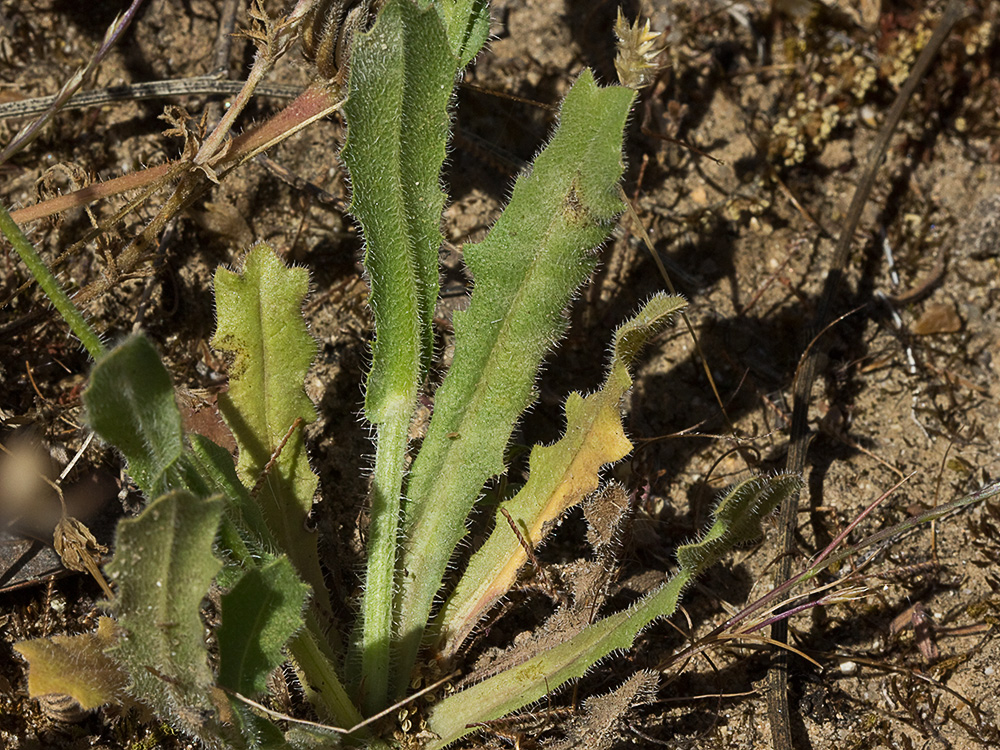 Lechuga de cerdo (Hypochaeris glabra)