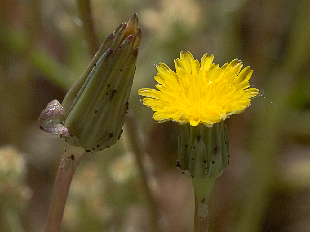 Lechuga de cerdo (Hypochaeris glabra)