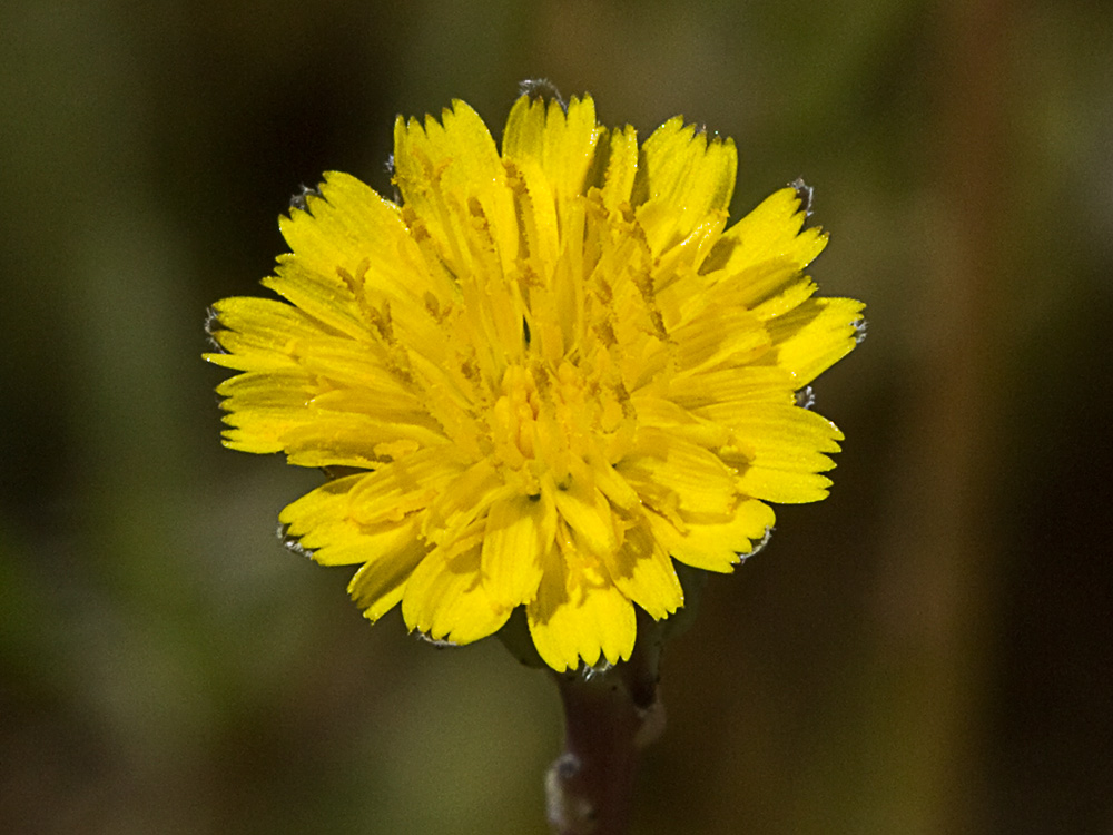 Lechuga de cerdo (Hypochaeris glabra)