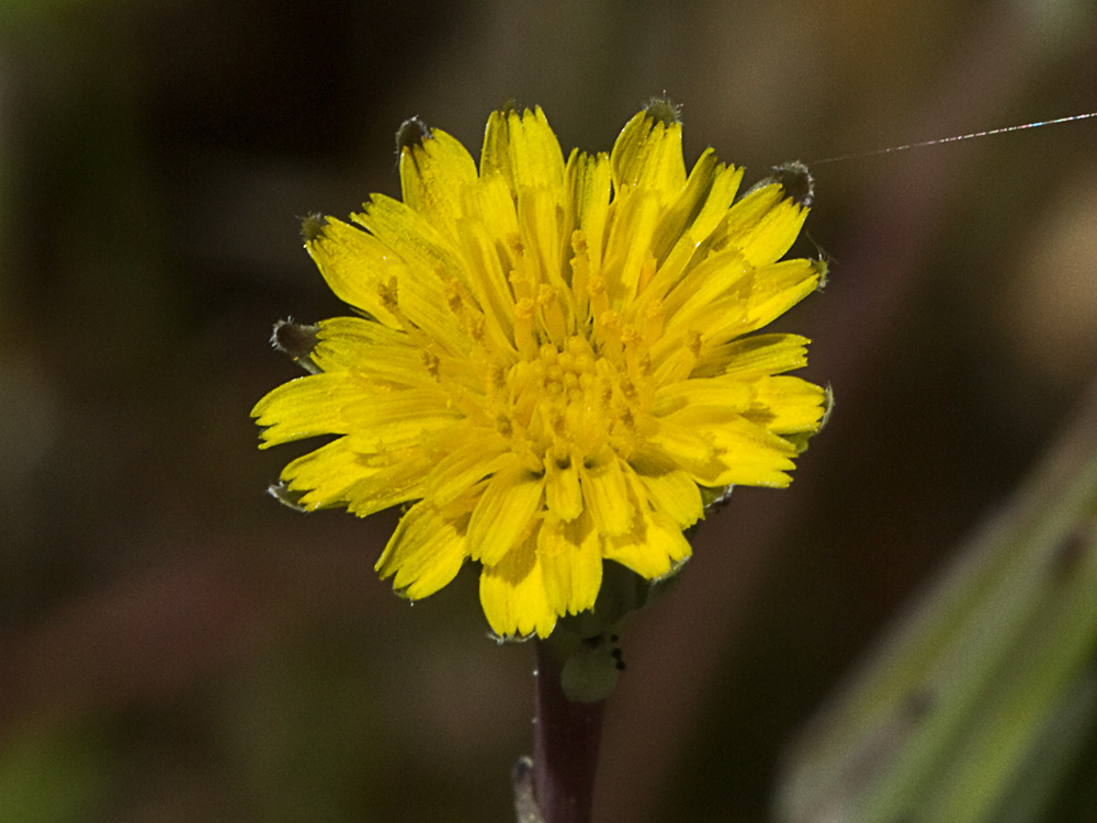 Lechuga de cerdo (Hypochaeris glabra)