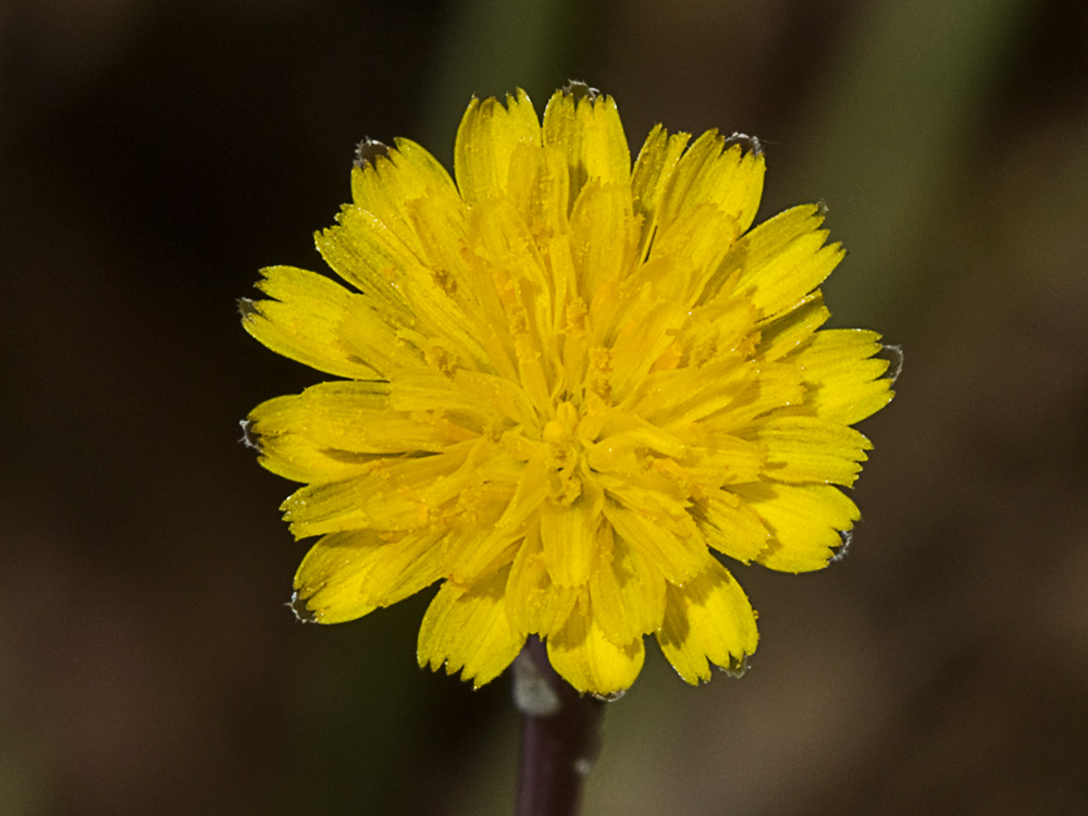 Lechuga de cerdo (Hypochaeris glabra)