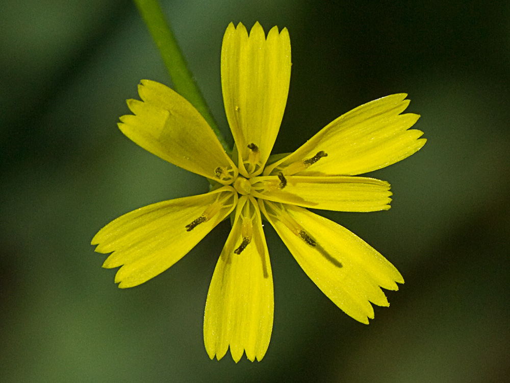 Flor de la lechuga dulce (Rhagadiolus stellatus)