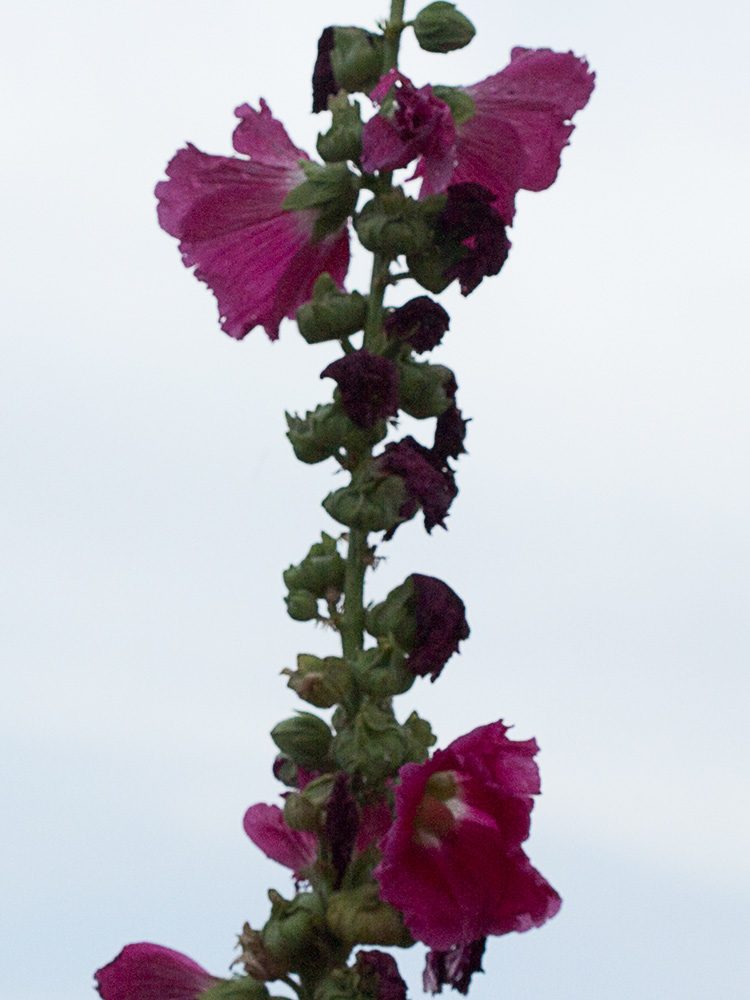 Malva real o malvarosa (Alcea rosea L.)