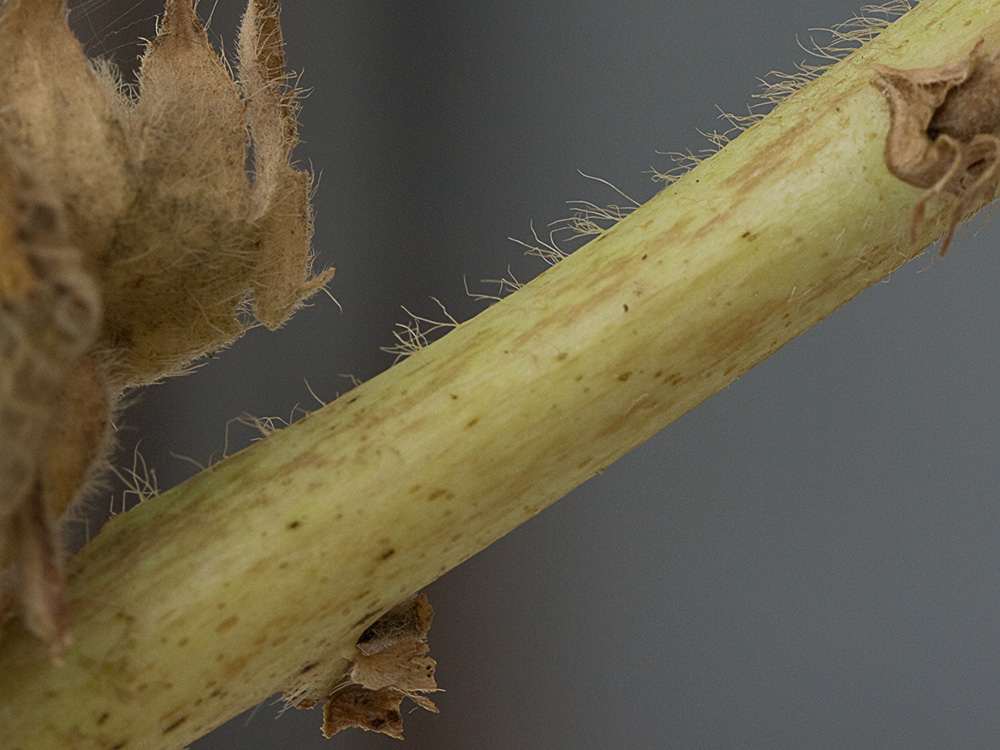 Malva real o malvarosa (Alcea rosea L.)