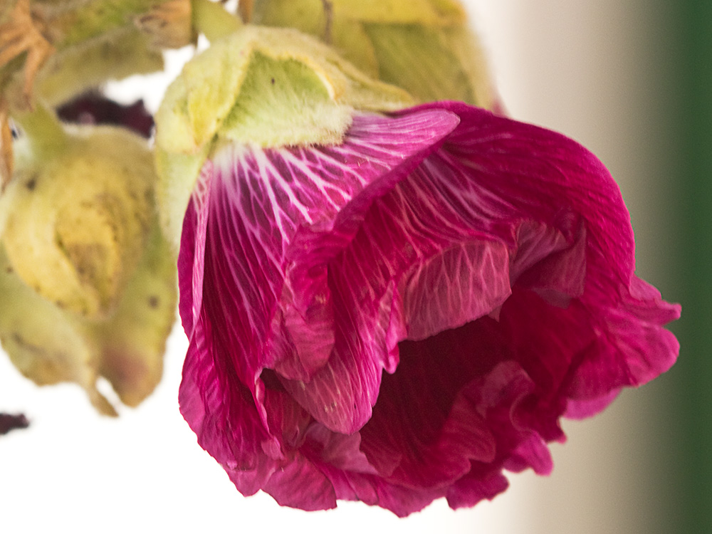 Malva real o malvarosa (Alcea rosea L.)