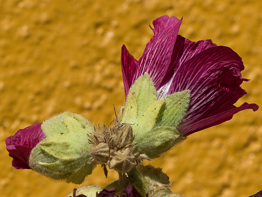 Malva real o malvarosa (Alcea rosea L.)