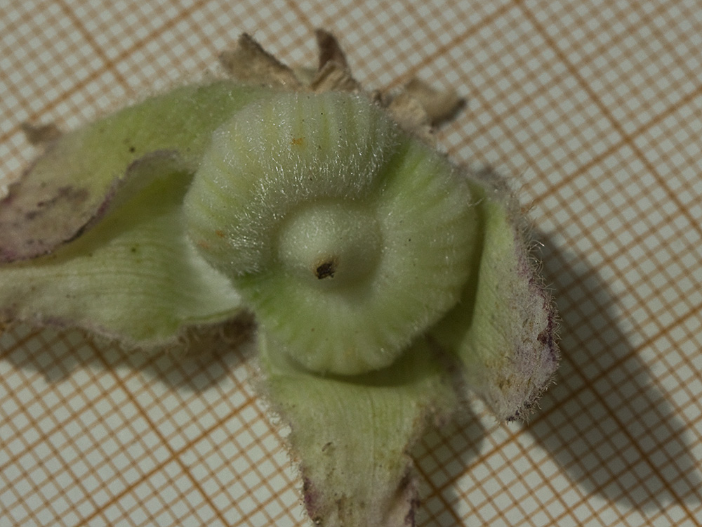 Malva real o malvarosa (Alcea rosea L.)