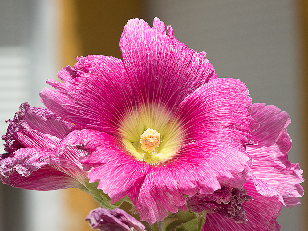 Flor de la Malva real o malvarosa (Alcea rosea L.)