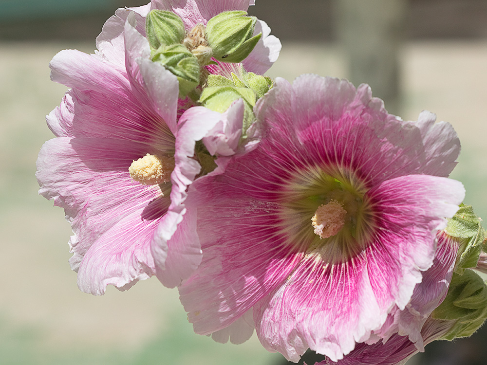 Flor de la Malva real o malvarosa (Alcea rosea L.)
