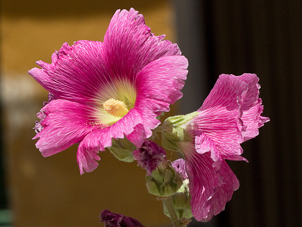 Flores de la Malva real o malvarosa (Alcea rosea L.)