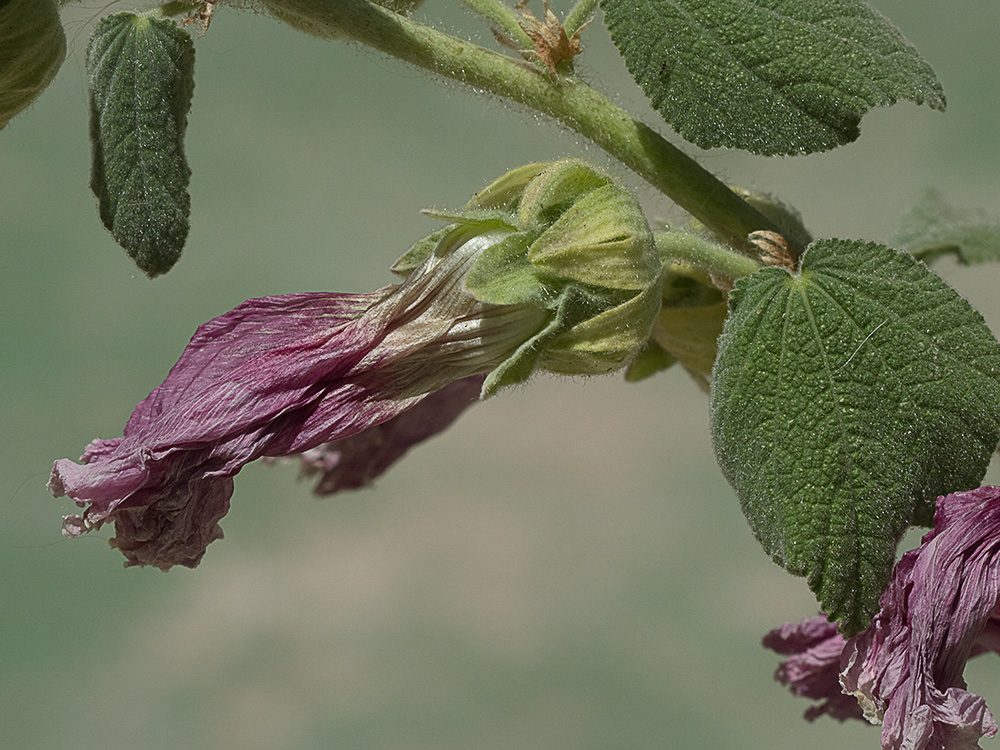Flor madura de la Malva real o malvarosa (Alcea rosea L.)