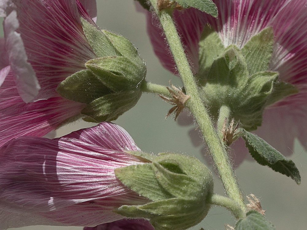 Tallo, epicáliz y cáliz de la Malva real o malvarosa (Alcea rosea L.)