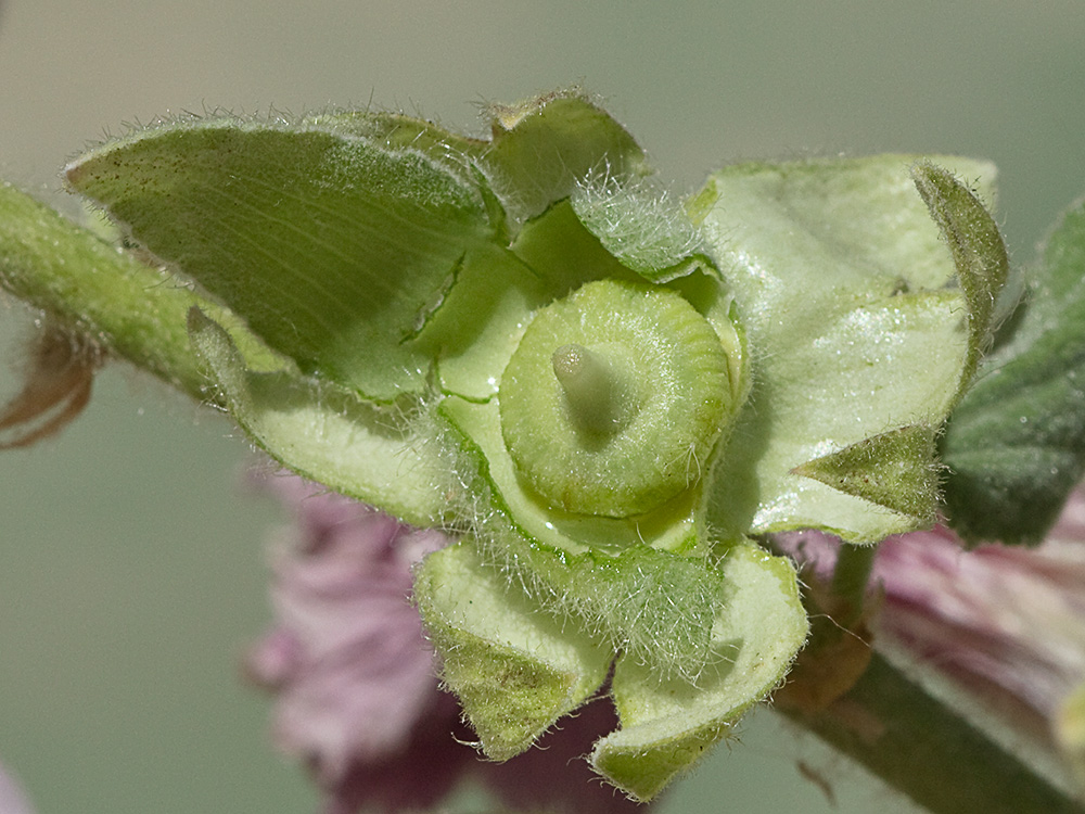 Esquizocarpo inmaduro de la Malva real o malvarosa (Alcea rosea L.)