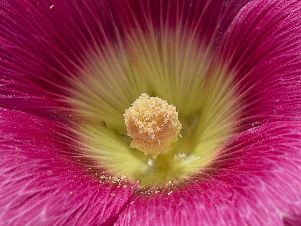 Estambres de la Malva real o malvarosa (Alcea rosea L.)
