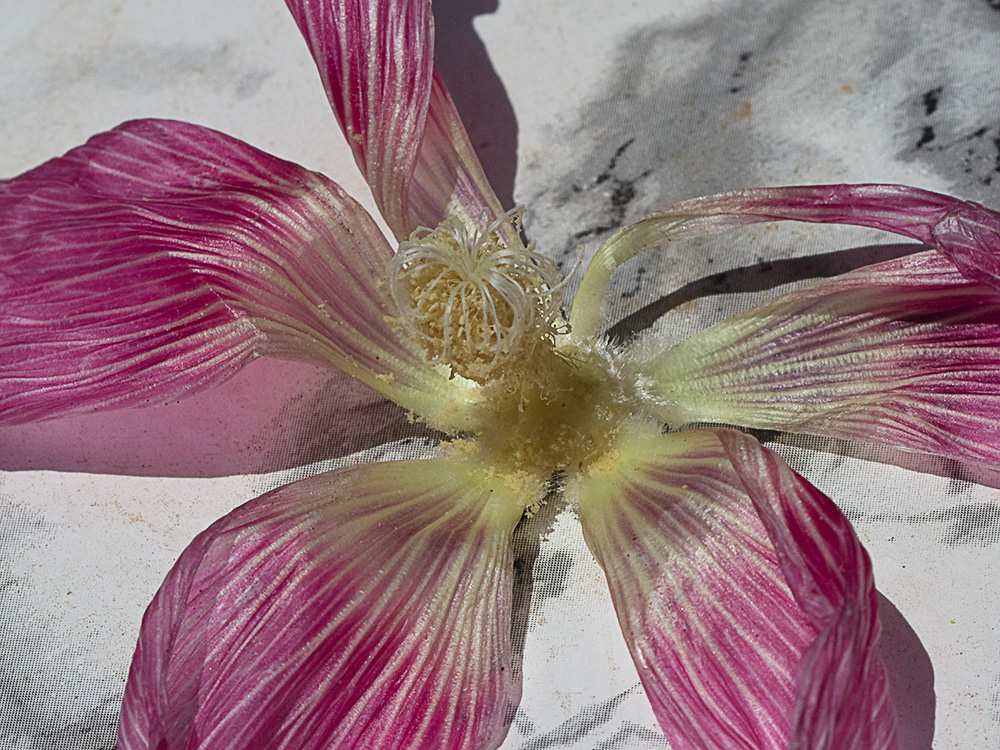 Androceo de la Malva real o malvarosa (Alcea rosea L.)