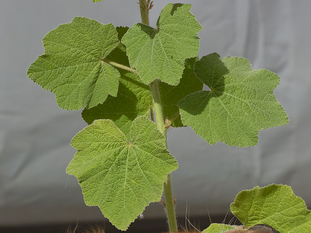 Hojas de la Malva real o malvarosa (Alcea rosea L.)