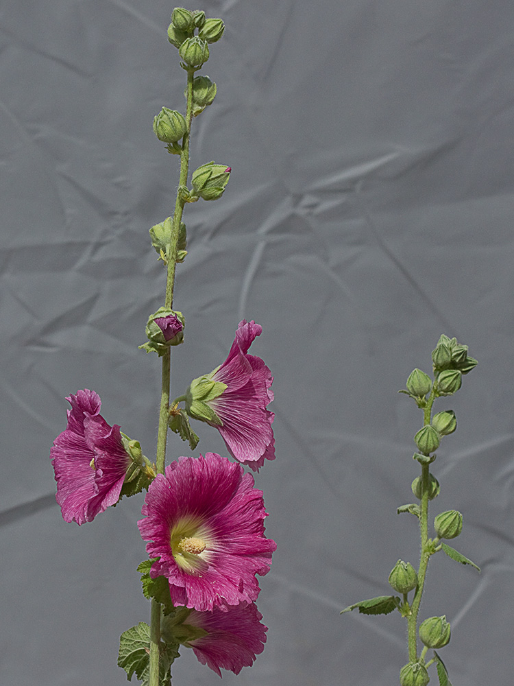 Tallos de la Malva real o malvarosa (Alcea rosea L.)