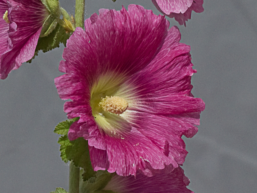 Flor de la Malva real o malvarosa (Alcea rosea L.)