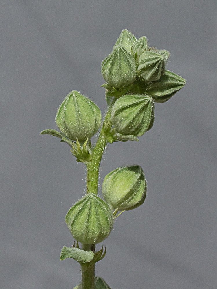 Tallo, epicáliz y cáliz de la Malva real o malvarosa (Alcea rosea L.)