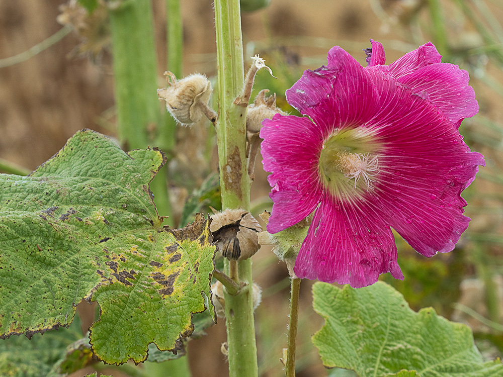 Malva real o malvarosa (Alcea rosea L.)