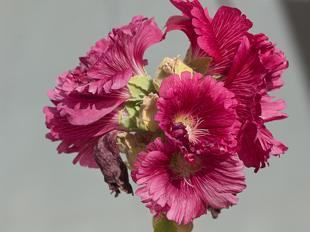 Flores de la Malva real o malvarosa (Alcea rosea L.)