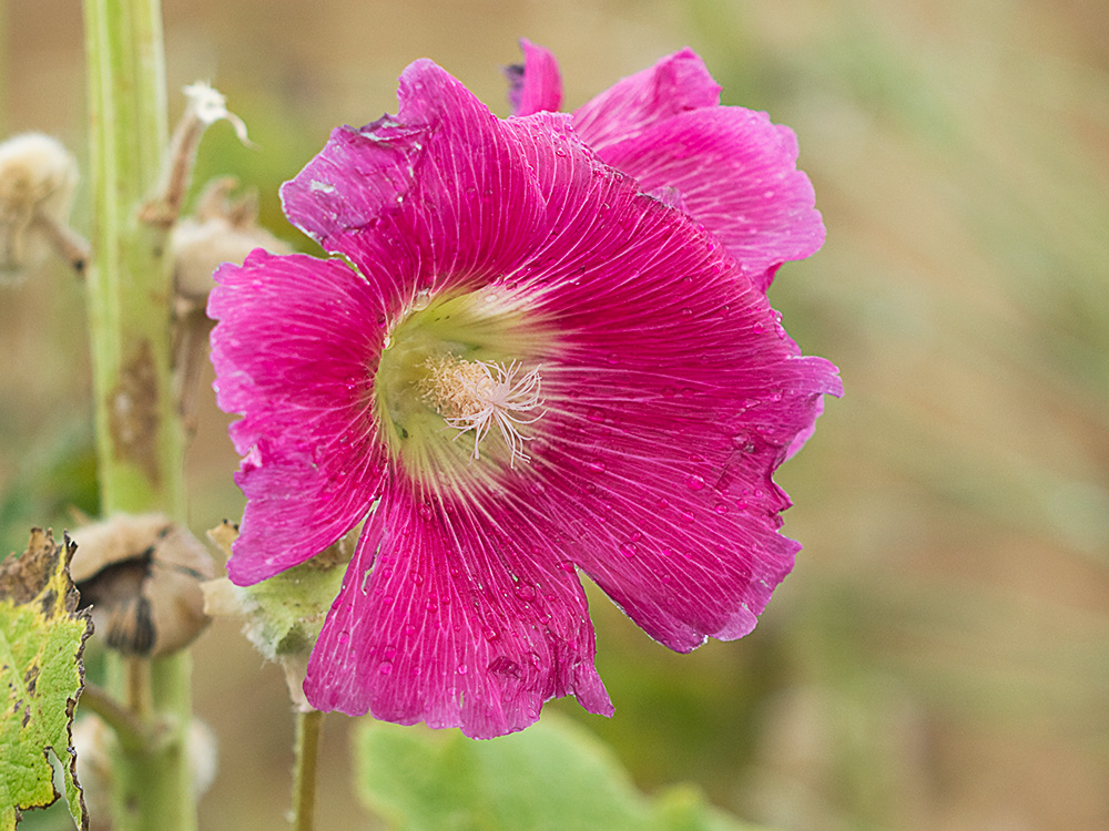 Malva real o malvarosa (Alcea rosea L.)