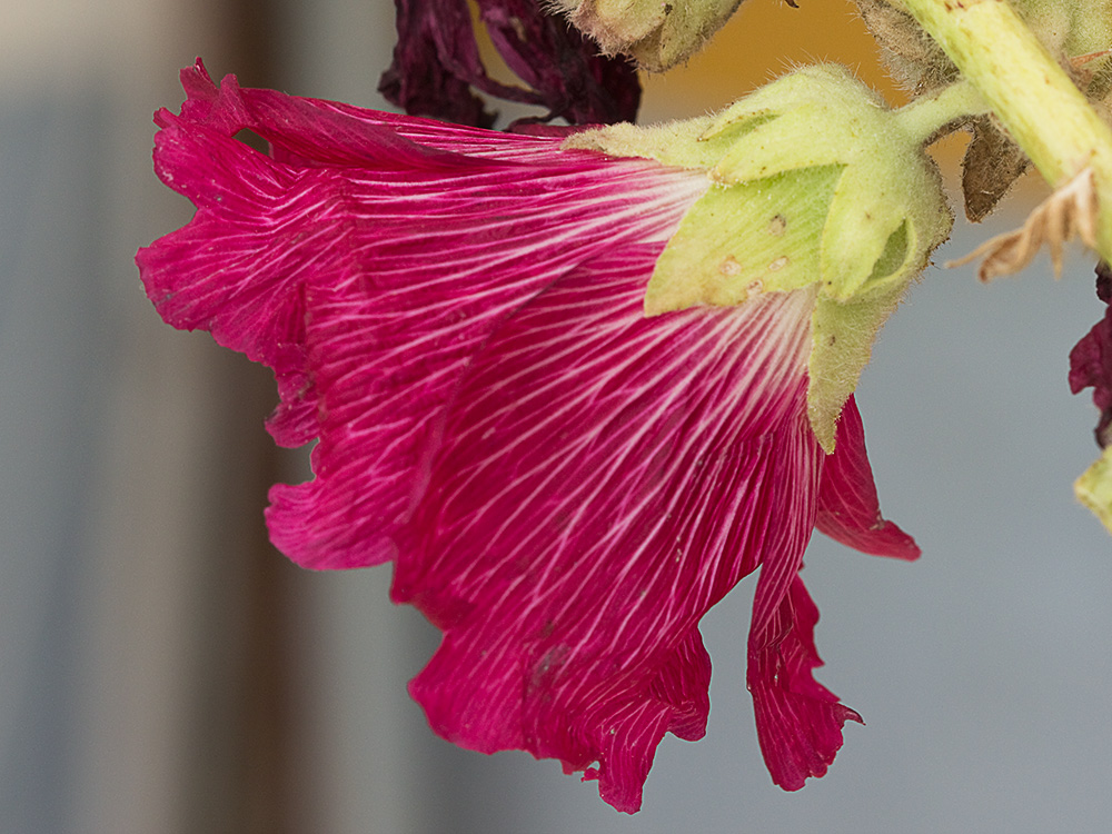 Malva real o malvarosa (Alcea rosea L.)