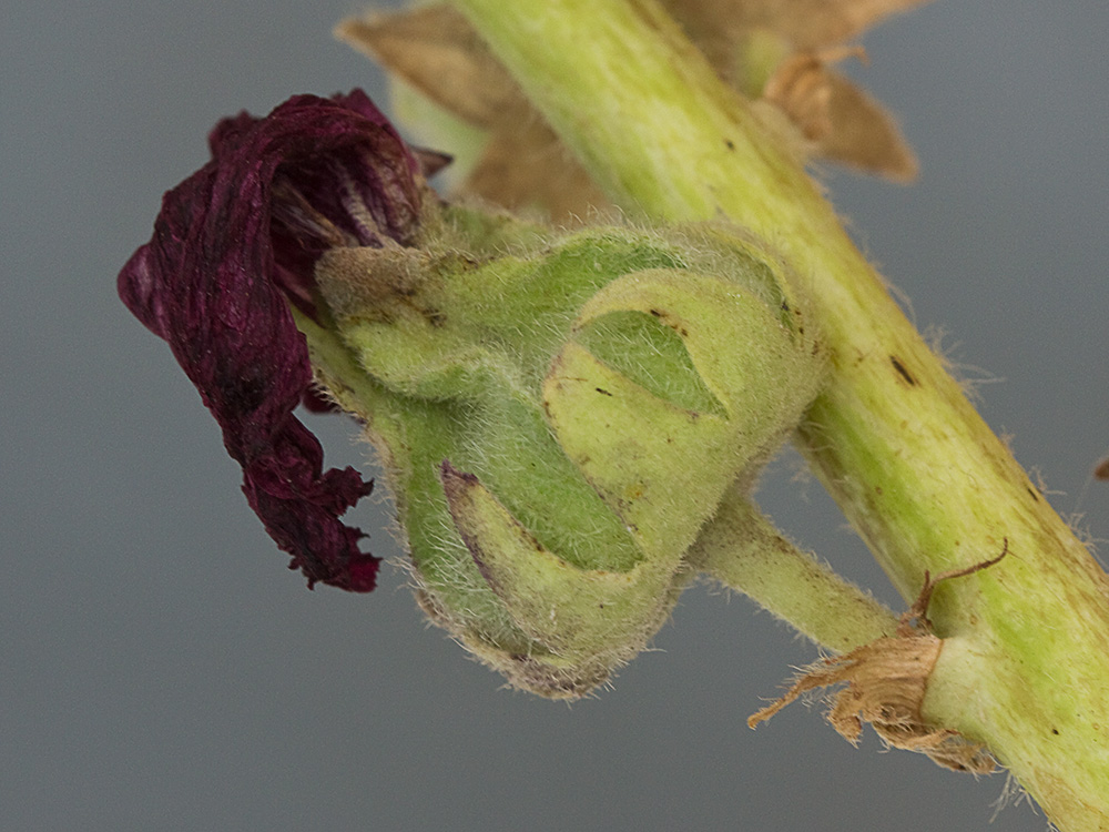 Malva real o malvarosa (Alcea rosea L.)