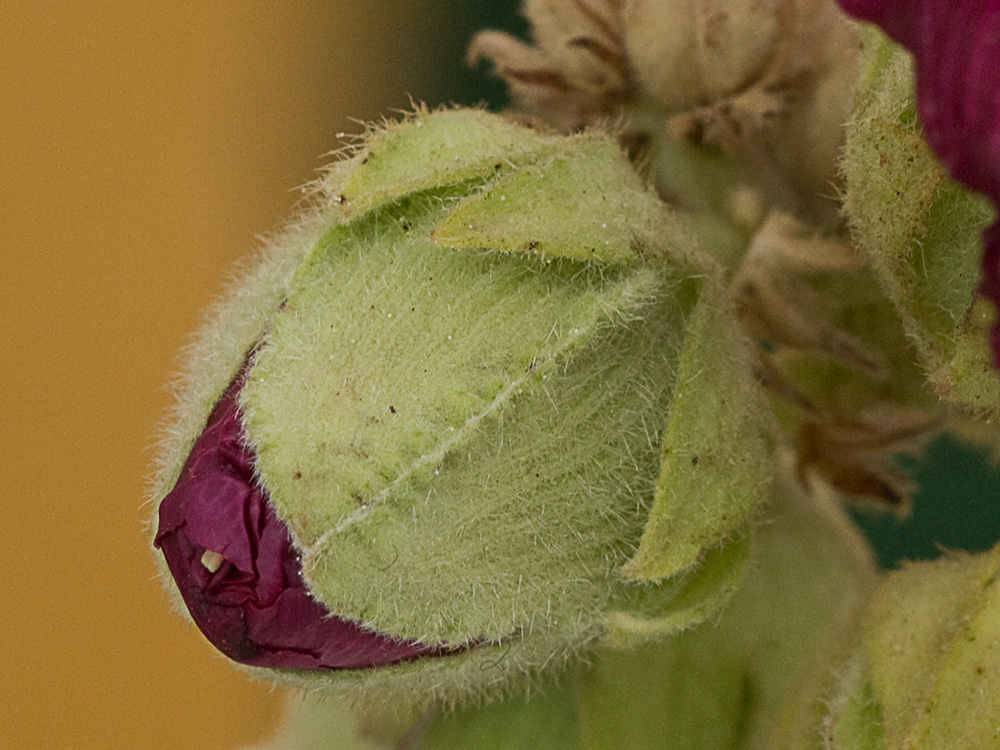 Malva real o malvarosa (Alcea rosea L.)